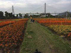 -芒洲湿地公园