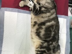 -pd派德宠物中心医院24H急重症·眼科中心·血液透析中心(嵩山北路店)