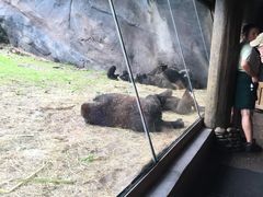 -奥兰多迪士尼动物王国乐园