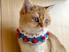 -飞行喵MR PILOT|猫舍·猫咖(静安大融城店)
