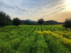 -帐篷客·溪龙茶谷度假酒店