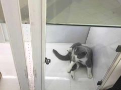 -猫冇咖·家门口的撸猫馆(大融城店)