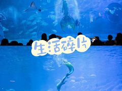 -烟台海昌鲸鲨海洋公园