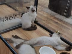 -袖虎·猫馆(体育西路店)