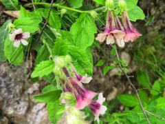 -阳台山自然风景区