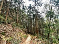 -素山寺森林公园