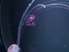 -欢乐海岸海洋奇梦馆
