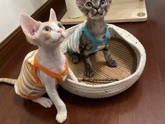 -山宅一喵德文卷毛猫舍