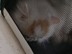 -瑞鹏宠物医院·眼科·皮肤·中兽医(大悦城分院)