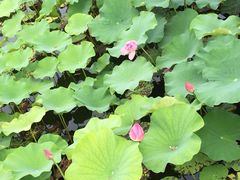 -微山湖红荷湿地景区