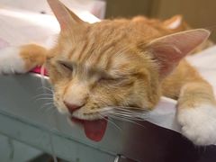 -艾贝尔宠物医院·24H转诊中心·肿瘤猫专科(江宁双龙店)