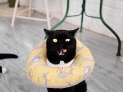 -喵屿·大理花园猫咖