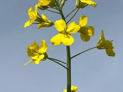 -汉长安城未央宫国家考古遗址公园