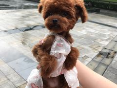 -Oh My Dog宠物沙龙(伊珊娜皮毛护理店)