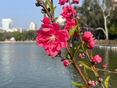 -西湖公园(鼓楼区)