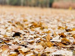 -野鸭湖国家湿地公园