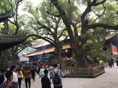 -普陀山风景名胜区-法雨禅寺