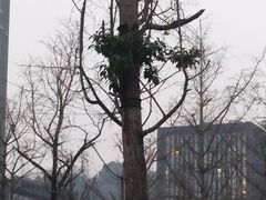 -两江幸福广场
