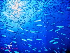 -沈阳海洋探索中心