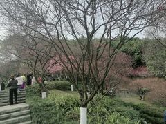 -重庆彩云湖湿地公园