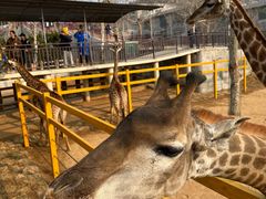 -西霞口神雕山野生动物世界