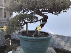 -水绘园