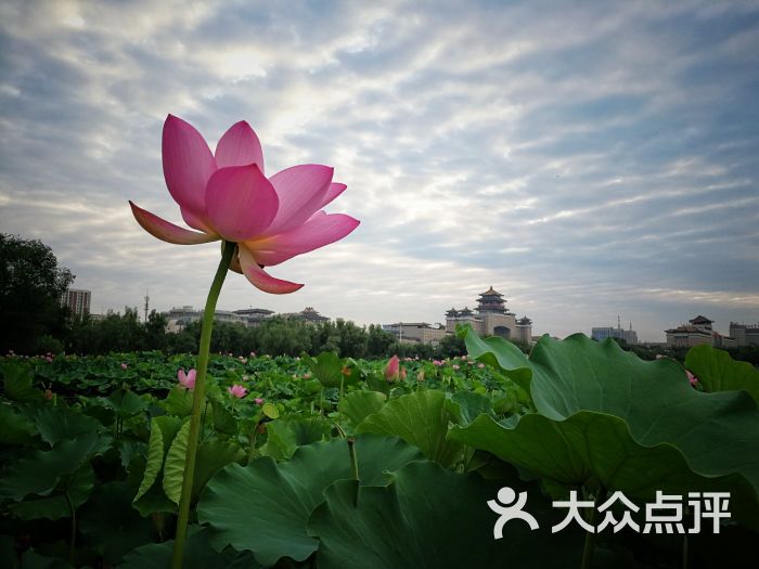 蓮花池公園圖片 - 第1張