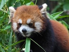 -广州长隆野生动物世界