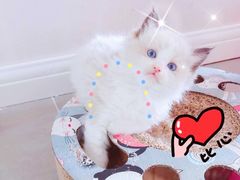 -十年猫舍·猫咪专门店(普陀店)