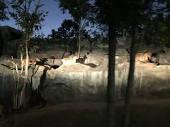 -清迈夜间动物园