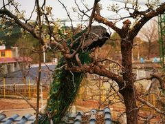 -丽泽山庄·生态怀柔菜·虹鳟鱼(红螺寺店)