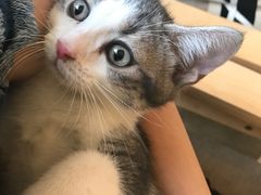 -猫咖时代(中山亭店)