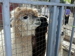 -意大利农场度假村