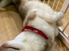 -Husky Go! 哈士奇体验馆·宠物咖啡厅狗咖