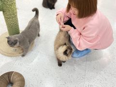 -喵园·猫主题咖啡厅·撸猫·猫咖(国贸店)