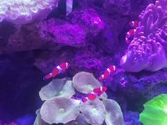 -上和臻品中国菜(花园街店)