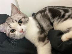 -李小姐の猫咖啡馆(五角场店)