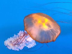 -太平洋海底世界