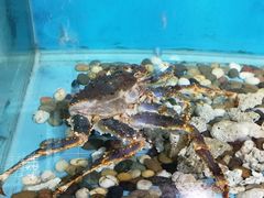 -海大大蒸汽海鲜餐厅·粤菜·特色小炒(欢乐颂店)