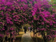 -中国科学院西双版纳热带植物园