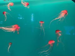 -多彩贵州城极地海洋世界