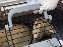 -瑞派康怡24h宠物医院·犬猫医疗中心·微创绝育(瑞景分院)