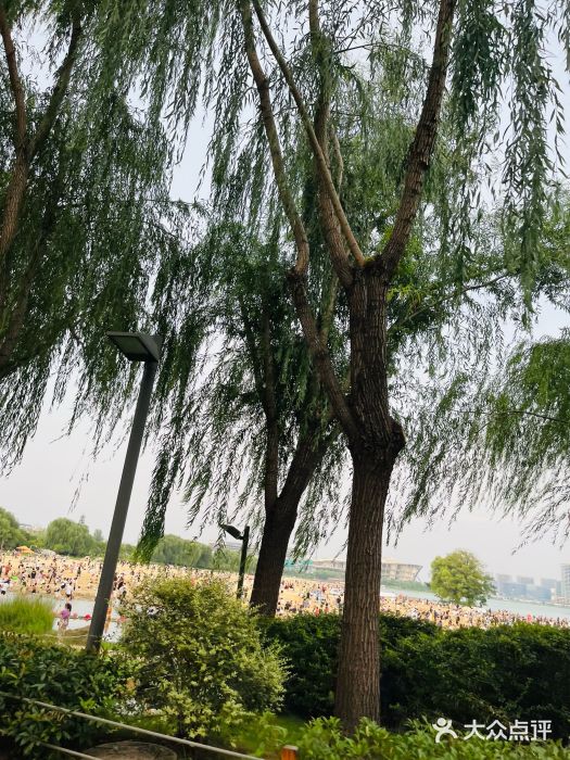 北龙湖湿地公园图片