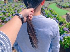 -杭州湾海上花田景区