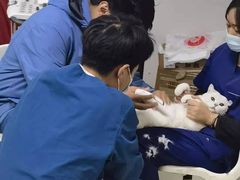 -美联众合宠物医院·爱萌分院·内外科·猫科中心