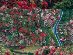 -贵州百里杜鹃风景名胜区
