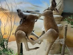 -西霞口神雕山野生动物世界