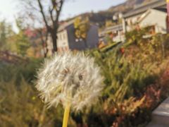 -黄金寨原生态旅游区