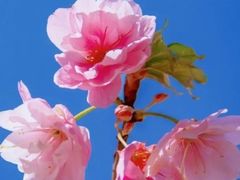 -高东镇樱花园