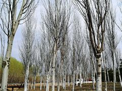 -东郊湿地公园